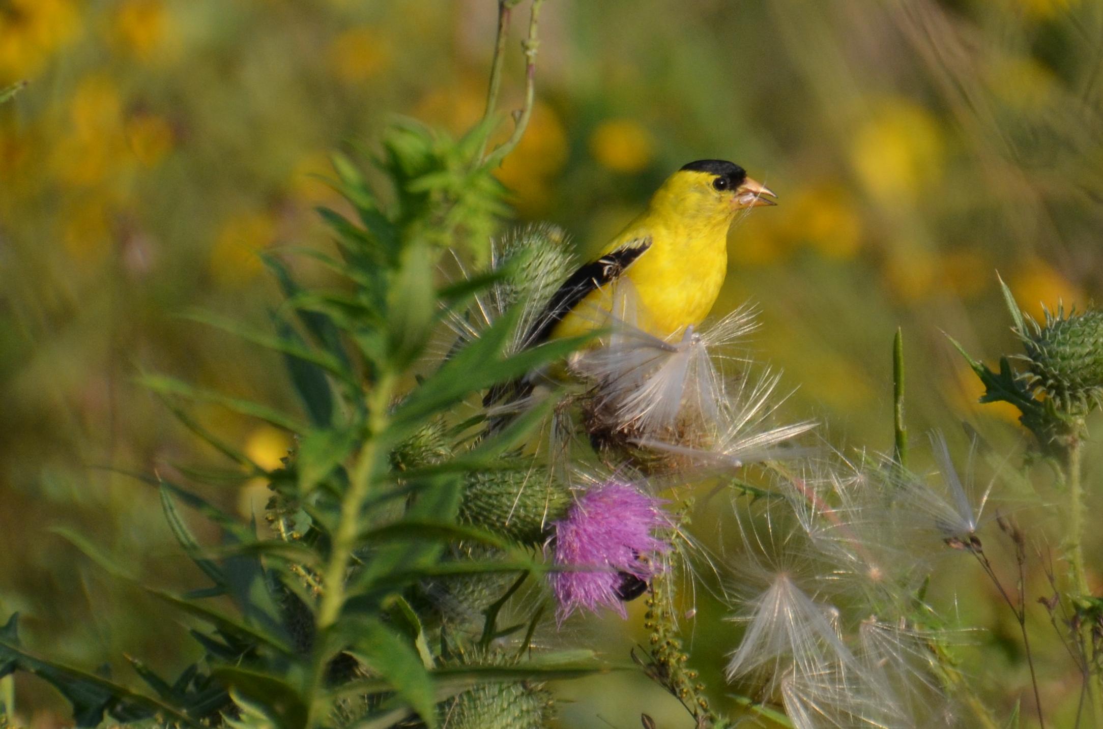 
Our Fine Feathered Friends